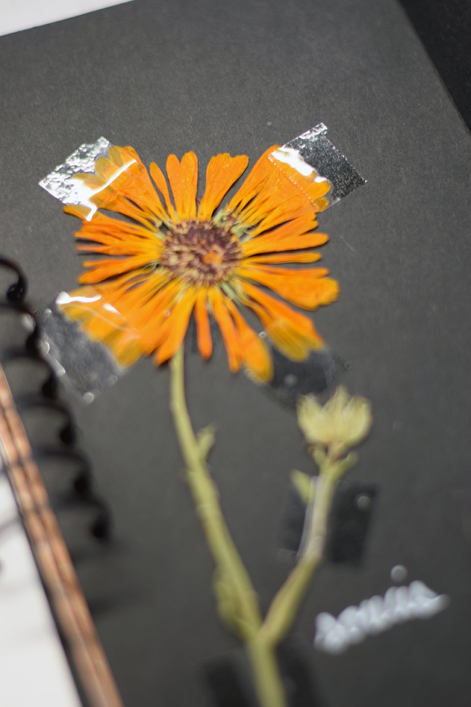 Herbier fait main avec fleurs pressées dans un carnet DIY personnalisé