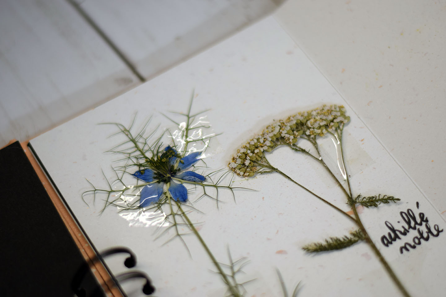 Fleurs fraîches de jardin cueillies avant séchage pour herbier fait main
