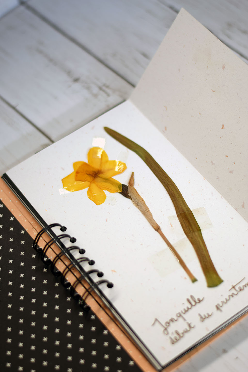 Herbier DIY avec fleurs séchées sur page noire – carnet fait main