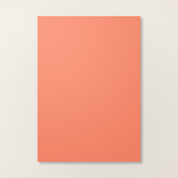 A4 corail calypso